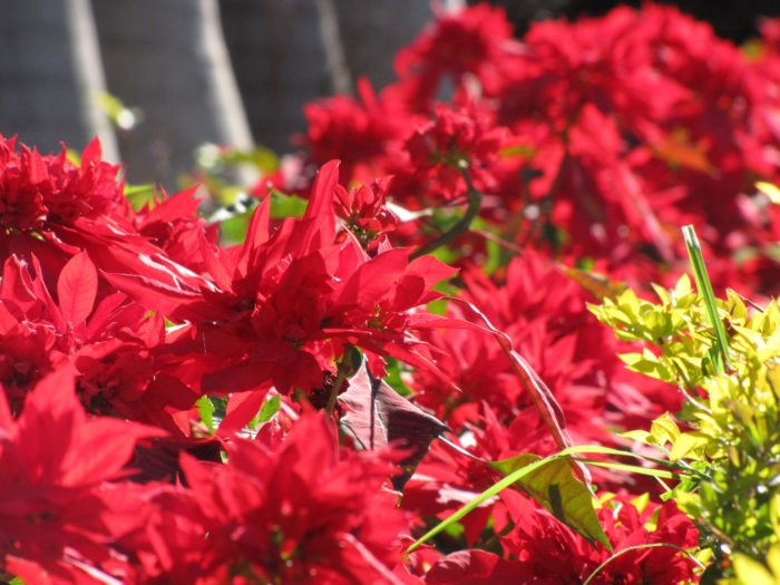 Christmas in Hawaii - See blooming poinsettias and decked out palm trees